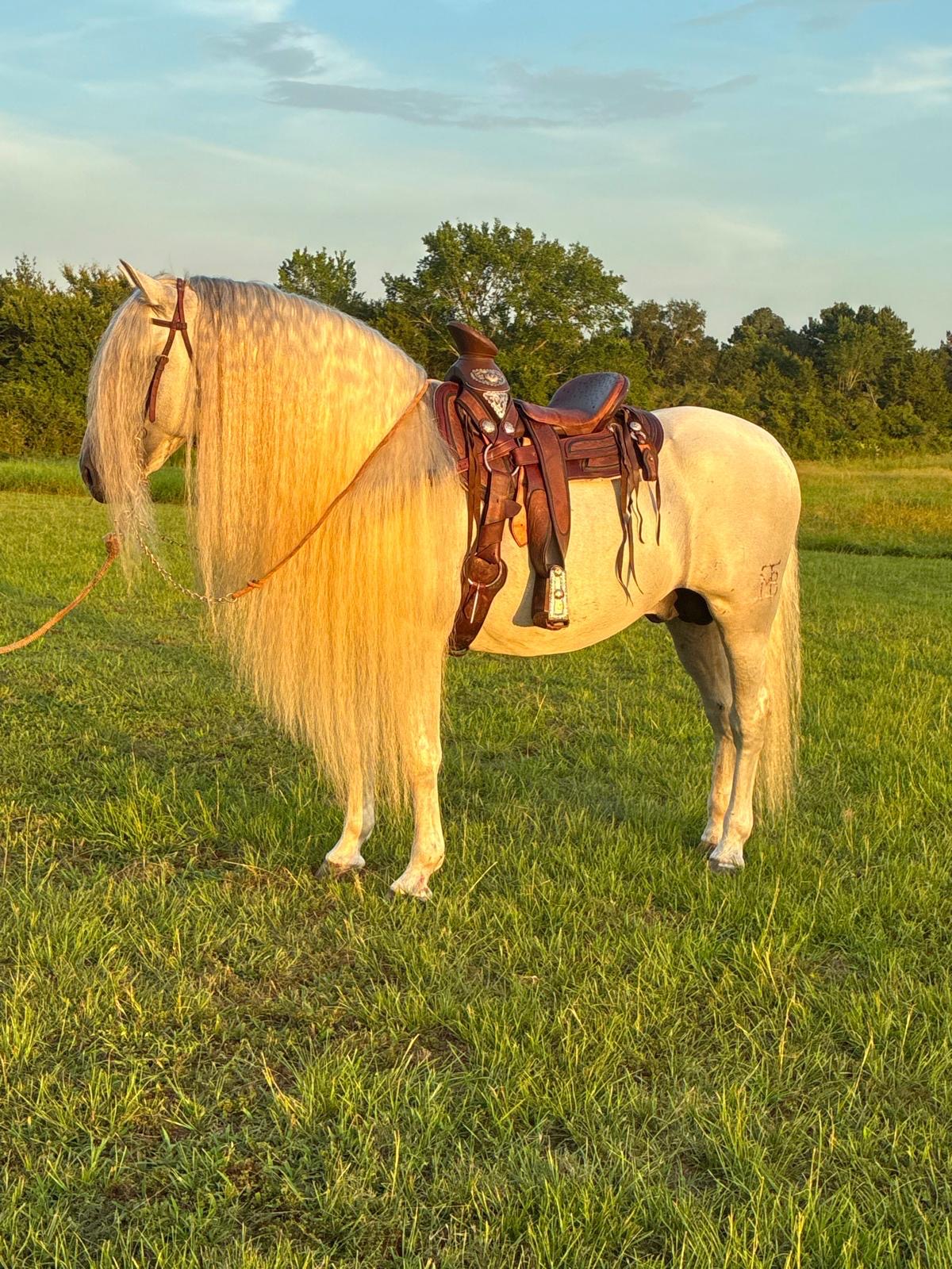 Horse for quinceañera grand entrance — Inspira Ranch near Houston TX
